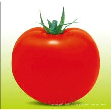 HT22 Tong grande taille déterminée croissance f1 hybride graines de tomate à haut rendement
